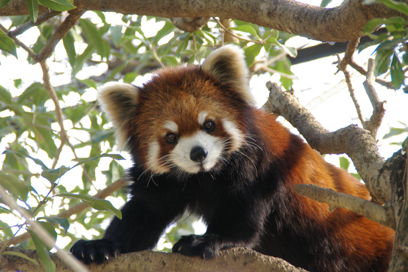 レッサーパンダの ヒマワリ が市川市動植物園から来園します 2 13公開 東京ズーネット