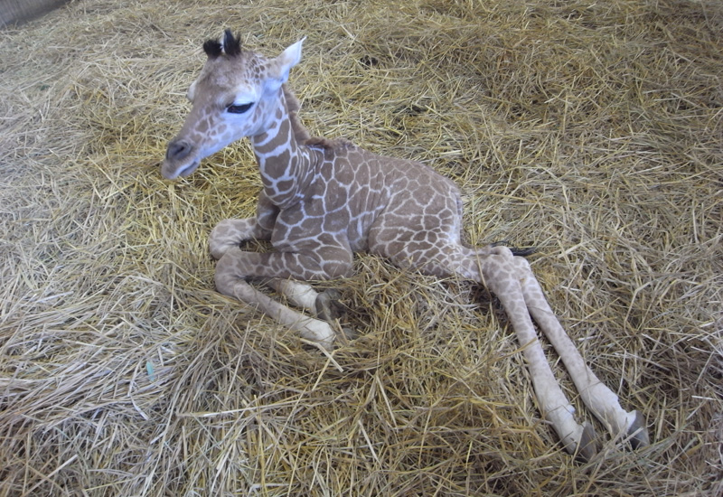 キリンが生まれました 上野動物園では37年ぶり 東京ズーネット