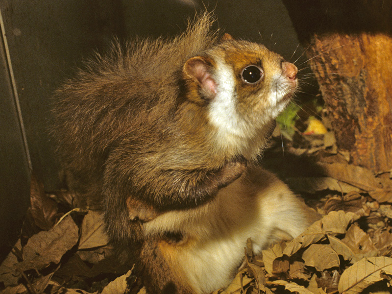 ムササビ Japanese Giant Flying Squirrel Japaneseclass Jp