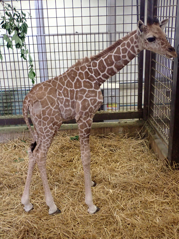 キリンの子どもの近況 東京ズーネット