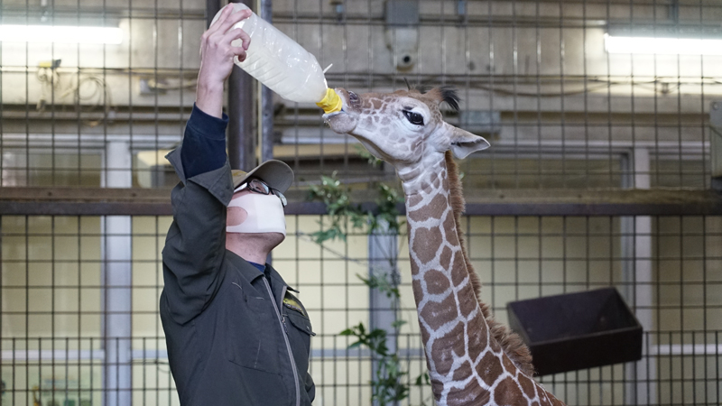 キリンの子どもの名前が決まりました 東京ズーネット