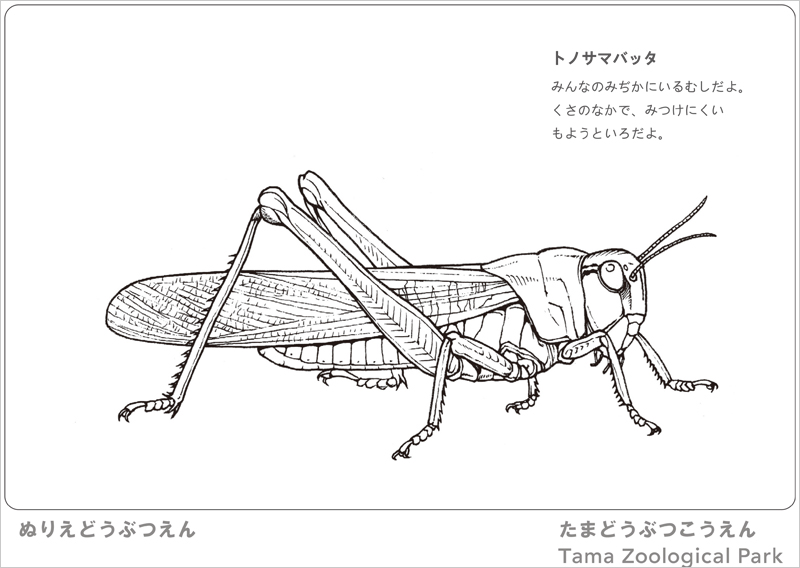 ぬりえどうぶつえん で ぬりえをたのしもう 東京ズーネット