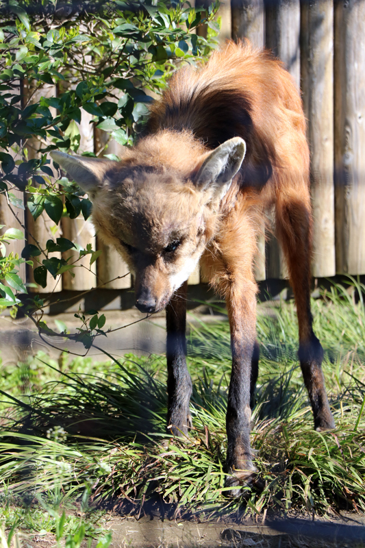 ベンガルヤマネコ あきた とタテガミオオカミ ジグ が死亡しました 東京ズーネット