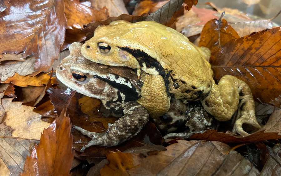 ヒキガエル 飼育