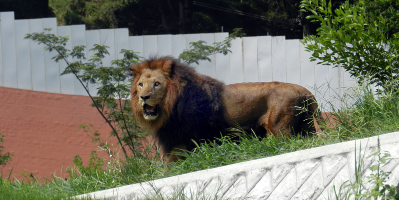 新しいライオン園の開園に向けた準備として ライオンの放飼練習を始めます 東京ズーネット