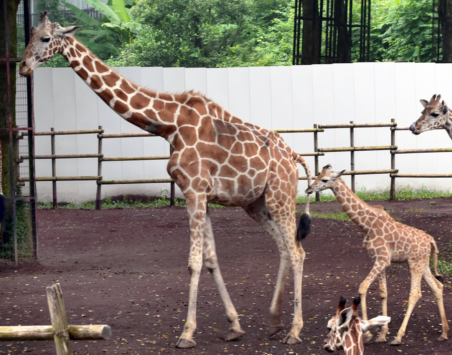 キリンの ノゾミ が死亡しました 東京ズーネット