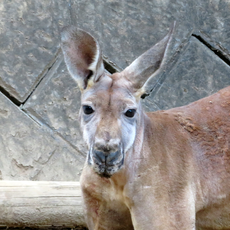 アカカンガルー マルオ のカンガルー病治療 東京ズーネット