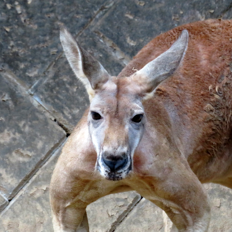 アカカンガルー マルオ のカンガルー病治療 東京ズーネット