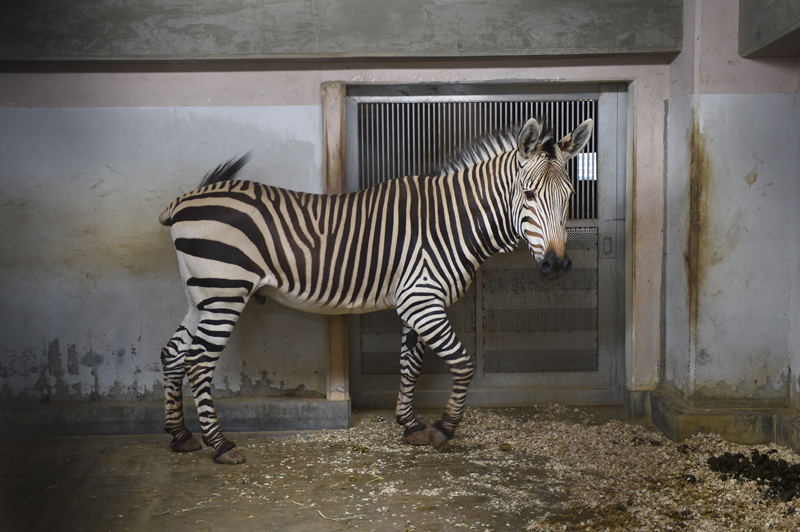 ハートマンヤマシマウマの トール が死亡しました 東京ズーネット