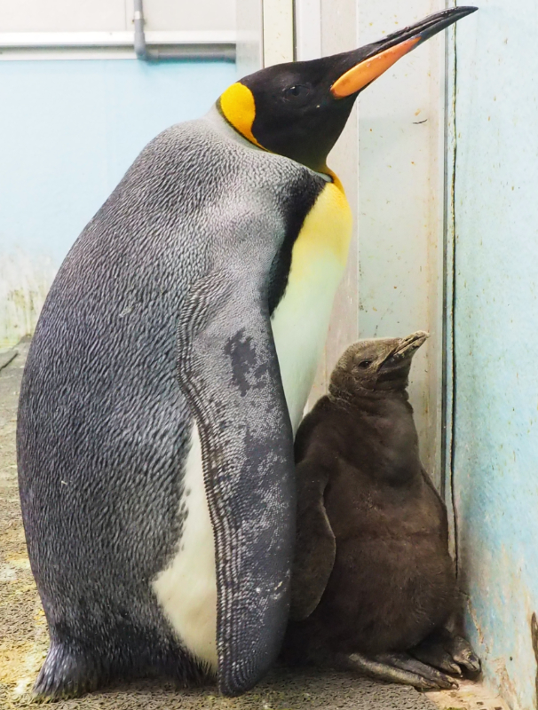 オウサマペンギンのひなが2羽育っています 1羽が死亡しました 東京ズーネット