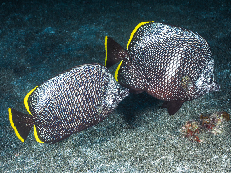 10 25 高校生 大学生向け講座 海の学び舎 全3回シリーズ Researchers Of Aquarium 水族園の研究活動 第1回 フィールド調査でわかったユウゼンの生態 開催 東京ズーネット