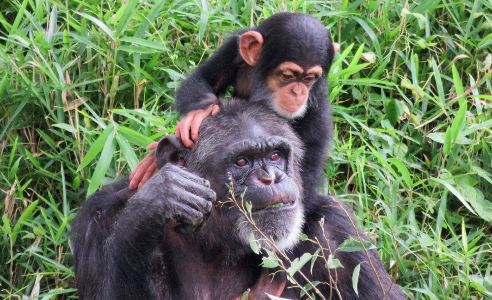 チンパンジーの親子 ピーチ と プラム の近況 東京ズーネット