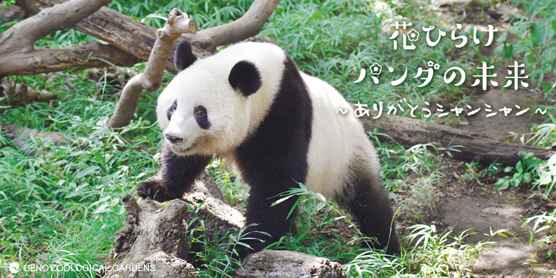 花ひらけパンダの未来 ありがとうシャンシャン おはようシャンシャン ツイートを開始しました 東京ズーネット