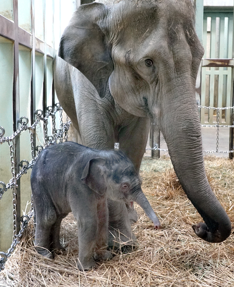 近況更新 アジアゾウ ウタイ が出産 オスの子が生まれました 名前が決定しました 東京ズーネット