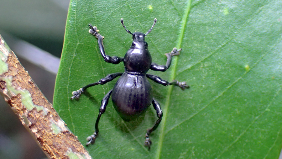 秋はドングリ集めに大忙し 昆虫園の極秘プロジェクト 東京ズーネット