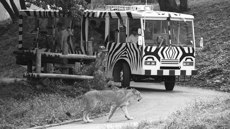 メーカー直売 多摩動物公園 ライオンバス 使用済みのチケット
