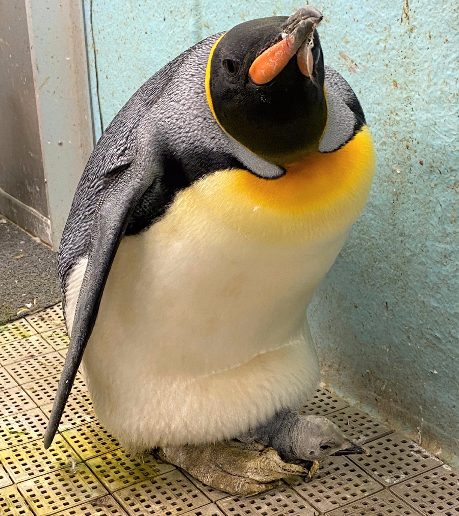 オウサマペンギンのひな クルル の成長 東京ズーネット