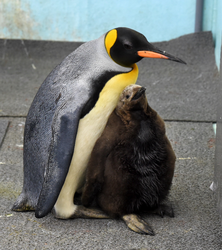 オウサマペンギンのひな クルル の成長 東京ズーネット