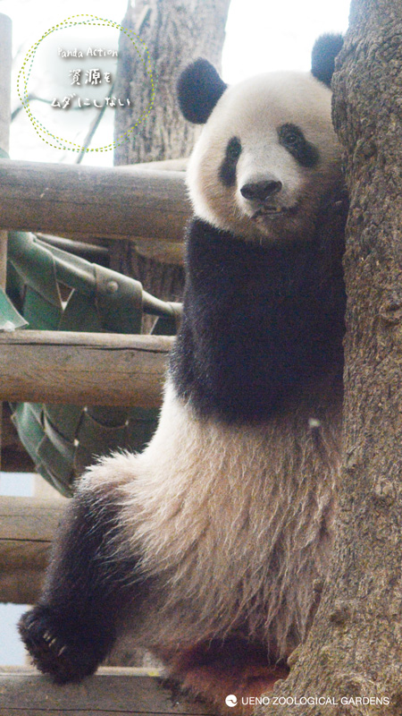 シャンシャン パンダ スマホケース 上野 動物園 ふわふわ  iPhone