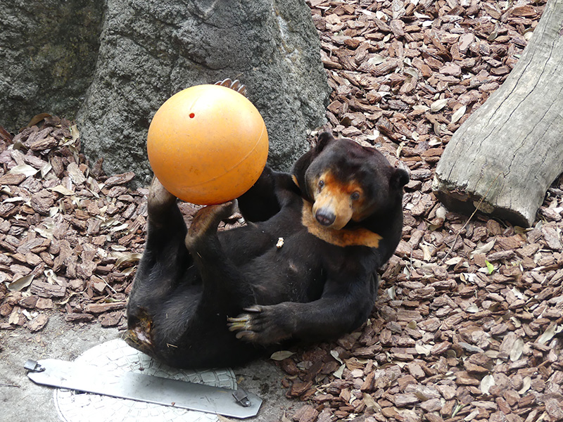 2頭のマレーグマの近況について 東京ズーネット