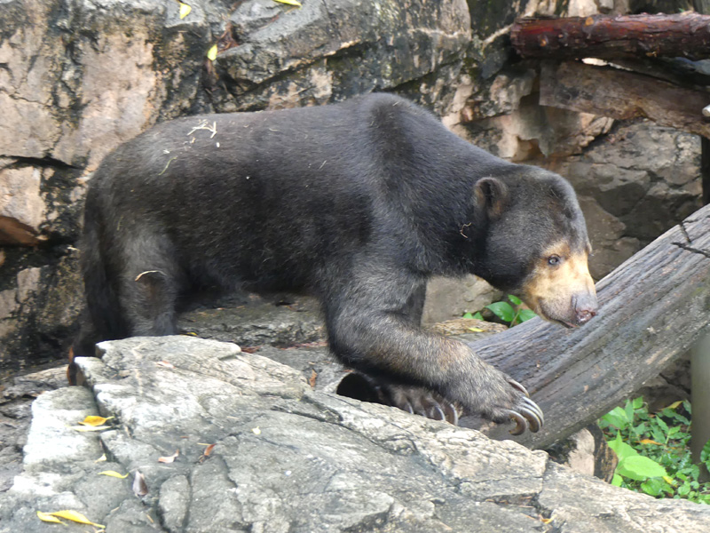 マレーグマの モモコ が死亡しました 死因は胆嚢炎でした 東京ズーネット