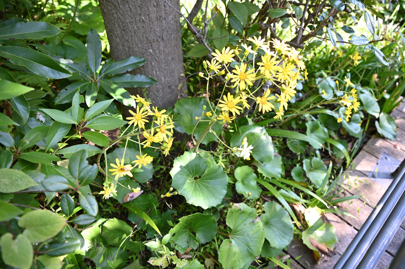 秋深まる 水辺の自然 ツワブキの花が見頃です 東京ズーネット