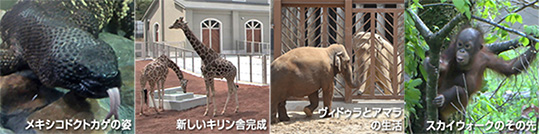 動画公開！メキシコドクトカゲの姿、新しいキリン舎完成、ヴィドゥラとアマラの生活、スカイウォークのその先 ｜ 東京ズーネット