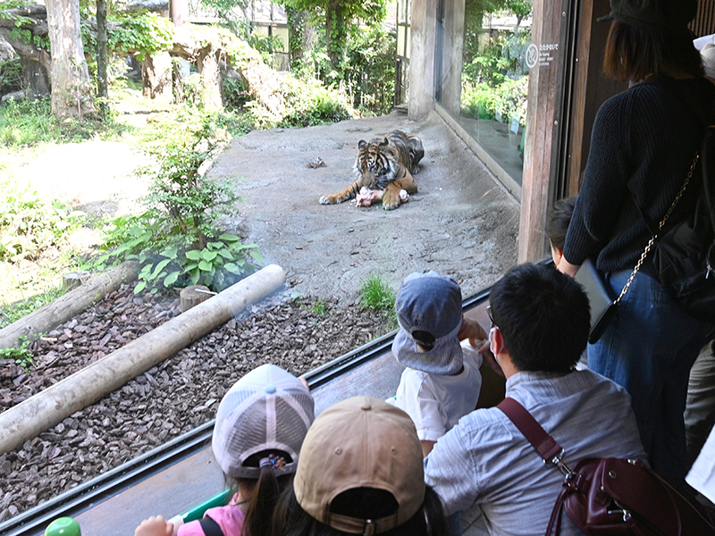 東園「ゴリラ・トラの住む森」