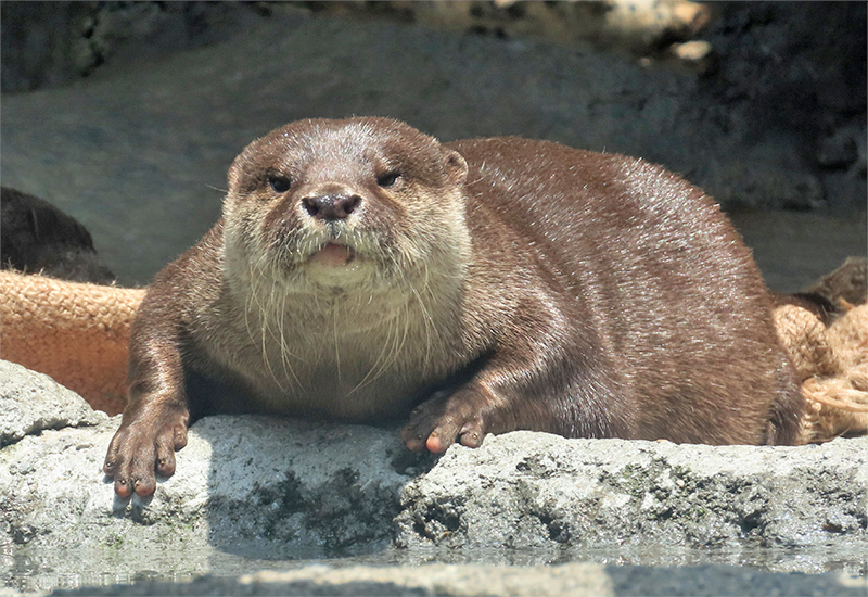 カワウソ