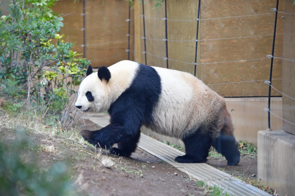 🐼 上野動物園  Ueno Zoo