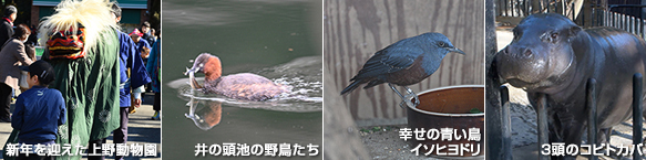 動画公開！新年を迎えた上野動物園、井の頭池の野鳥たち、幸せの