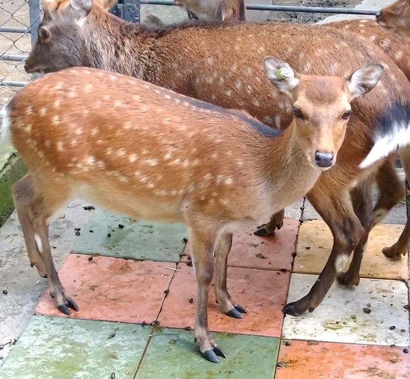 飼育下繁殖進のため、ニホンジカ（ヤクシカ）の移動をおこないます
