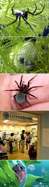 水生のクモ「ミズグモ」展示──井の頭 2006/08/11 ｜ 東京ズーネット