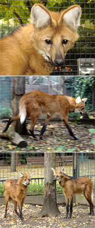 タテガミオオカミ シリウス 死亡 東京ズーネット