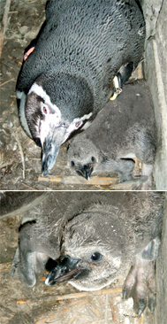 フンボルトペンギンの孵化 葛西 07 02 23 東京ズーネット フンボルトペンギンの孵化 葛西 07 02 23 東京ズーネット