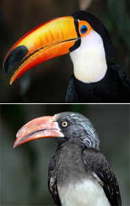 無料ダウンロード 熱帯 鳥 すべての動物の絵