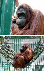 オランウータン ユキ の来園 東京ズーネット