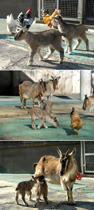 2頭の子ヤギが広場にデビュー | 東京動物園協会