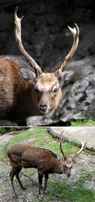 エゾシカ「トン」のアンバランスな角 | 東京動物園協会