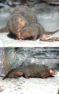 コビトマングースの赤ちゃんです──5/17 | 東京動物園協会