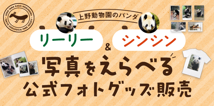 9/25〜12/31 上野動物園公式「ジャイアントパンダ リーリー＆シンシン
