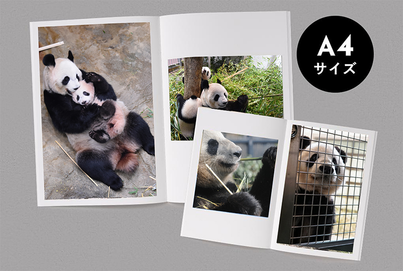 上野動物園 公式シンシンポストカード 販売終了 入手困難 竹でできた 