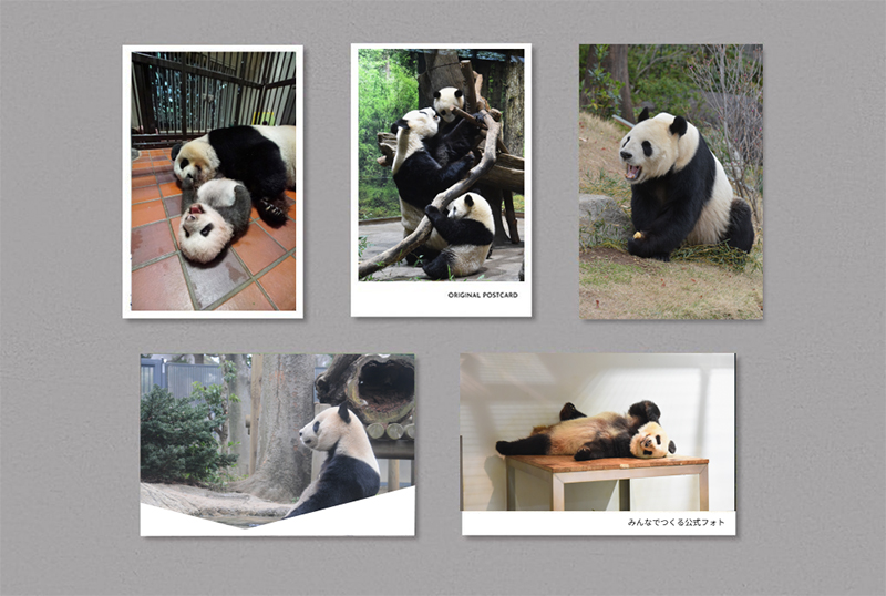 9/25〜12/31 上野動物園公式「ジャイアントパンダ リーリー＆シンシン