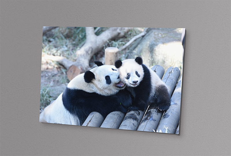 9/25〜12/31 上野動物園公式「ジャイアントパンダ リーリー＆シンシン