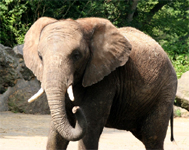 アフリカゾウの「パオ」、急逝 | 東京動物園協会