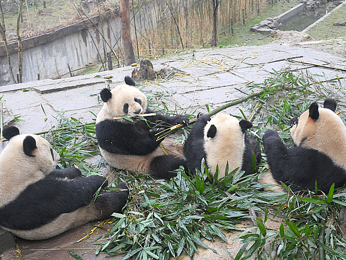 中国パンダ保護研究センターのパンダたち