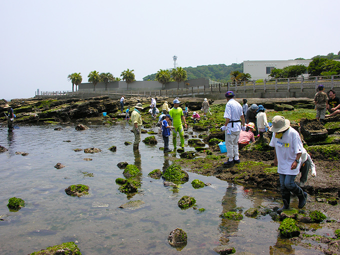 磯の生物観察のようす