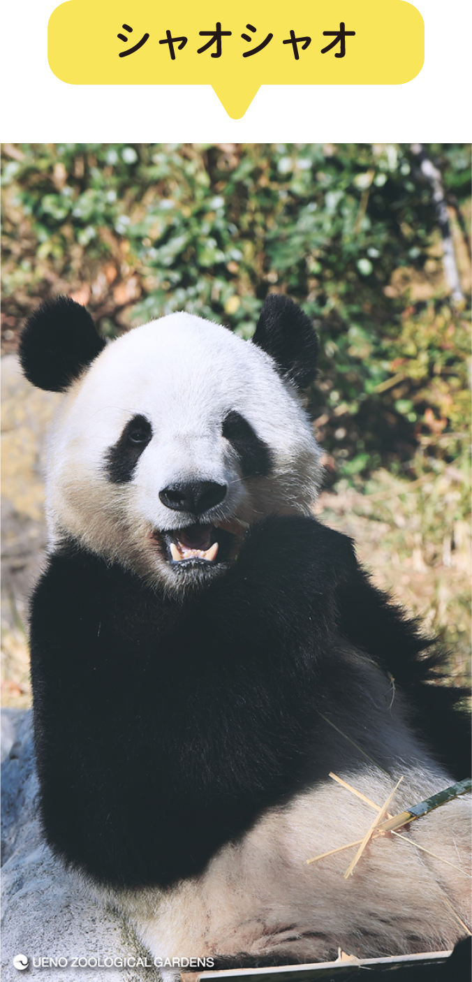 シャオシャオの特別画像