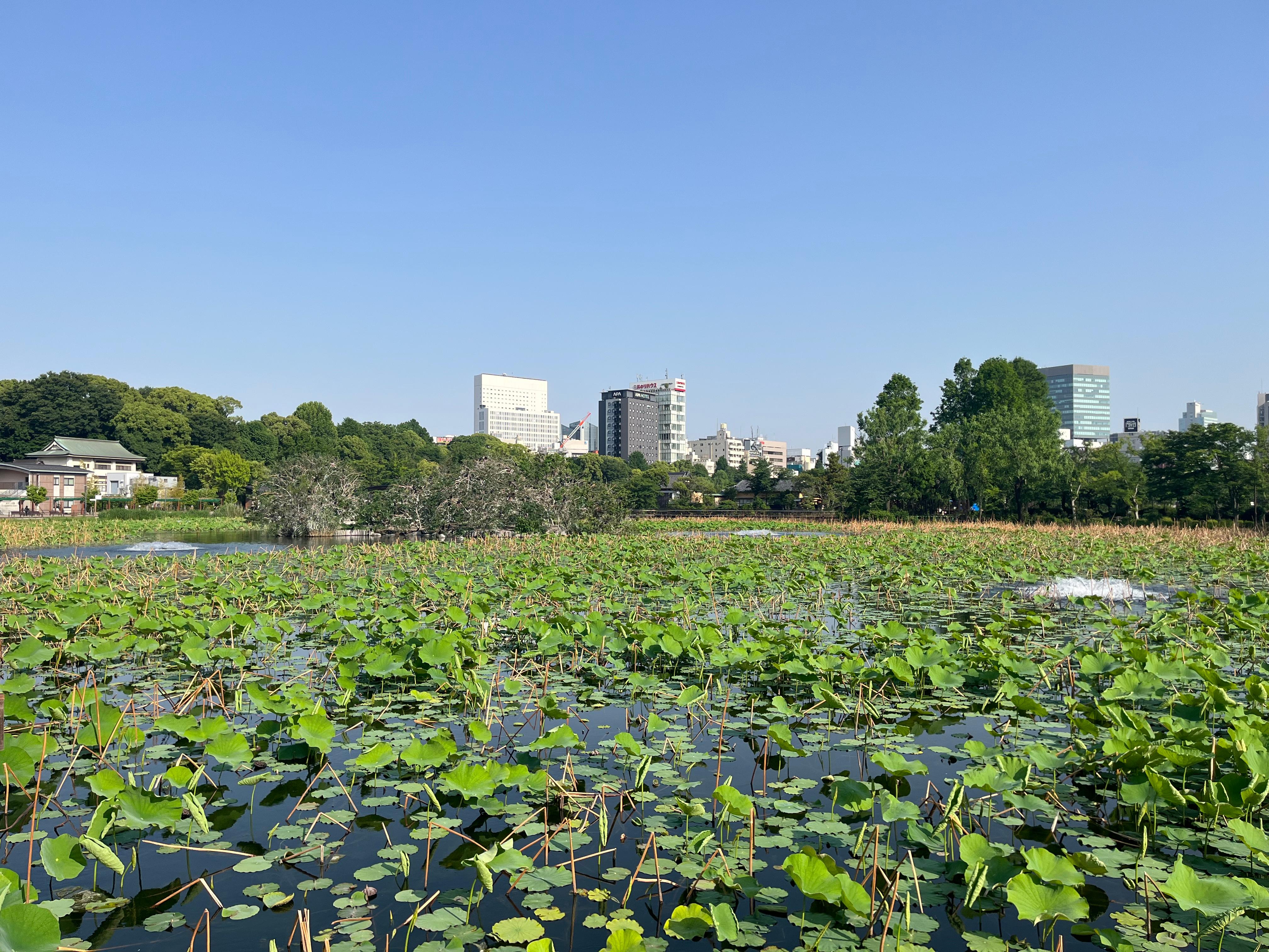 6月の不忍池のようす