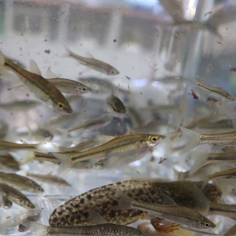 モツゴなど、不忍池で採れた魚の群れ